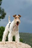 FOX TERRIER 608